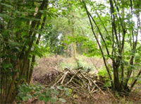 Coppiced Woodland