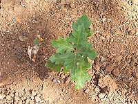 Planting woodland saplings