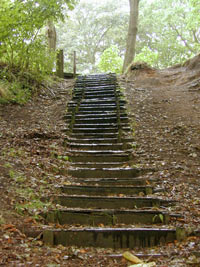 Woodland walking